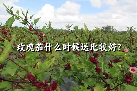 玫瑰茄什么时候送比较好？