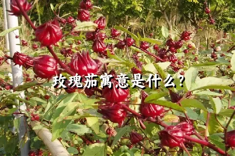 玫瑰茄寓意是什么？