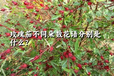 玫瑰茄不同朵数花语分别是什么？