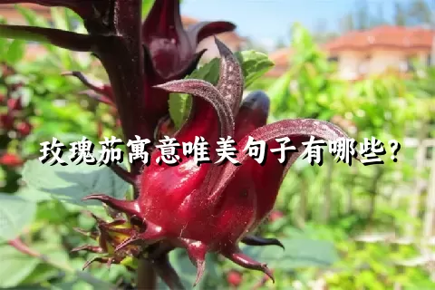 玫瑰茄寓意唯美句子有哪些？