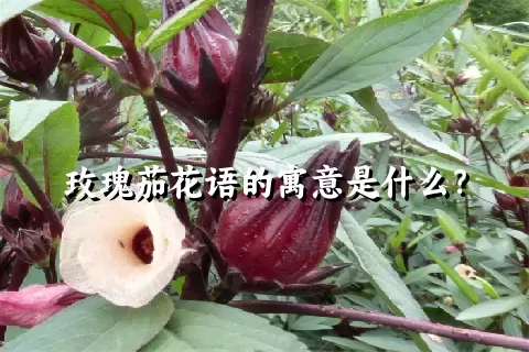 玫瑰茄花语的寓意是什么？