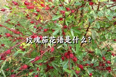 玫瑰茄花语是什么？