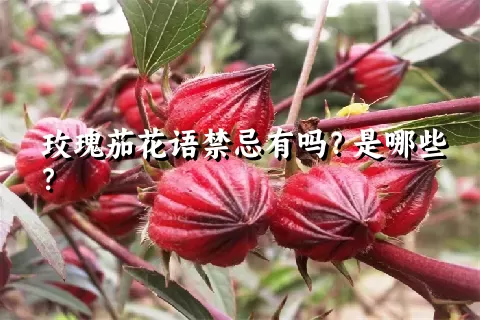 玫瑰茄花语禁忌有吗？是哪些？