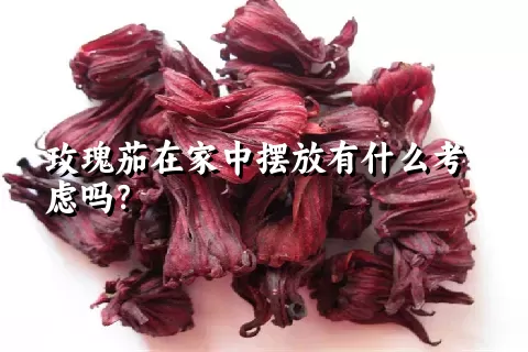 玫瑰茄在家中摆放有什么考虑吗？