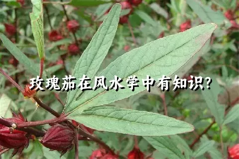 玫瑰茄在风水学中有知识？