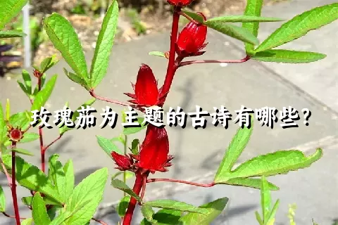 玫瑰茄为主题的古诗有哪些？