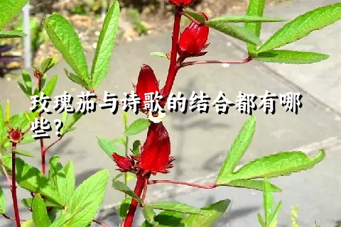 玫瑰茄与诗歌的结合都有哪些？