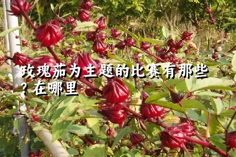 玫瑰茄为主题的比赛有那些？在哪里