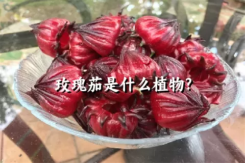 玫瑰茄是什么植物?