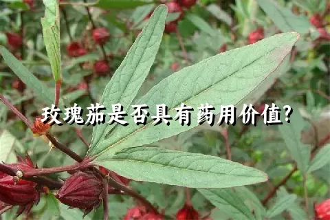 玫瑰茄是否具有药用价值?