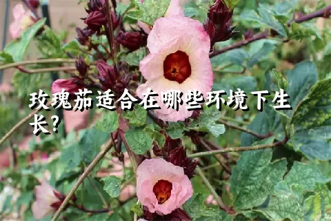 玫瑰茄适合在哪些环境下生长?