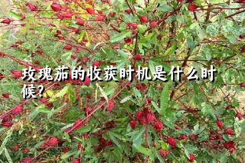 玫瑰茄的收获时机是什么时候?