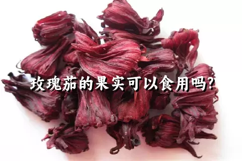 玫瑰茄的果实可以食用吗?