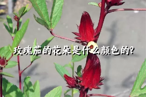 玫瑰茄的花朵是什么颜色的?