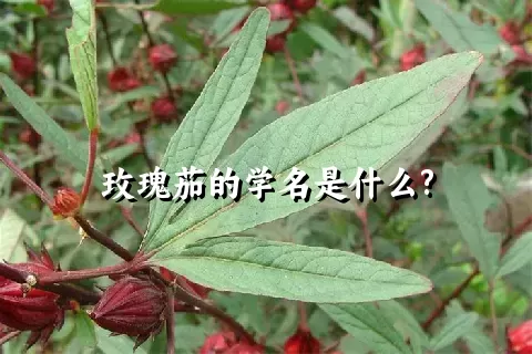 玫瑰茄的学名是什么?