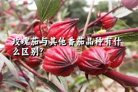 玫瑰茄与其他番茄品种有什么区别?