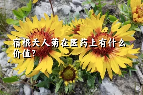 宿根天人菊在医药上有什么价值？