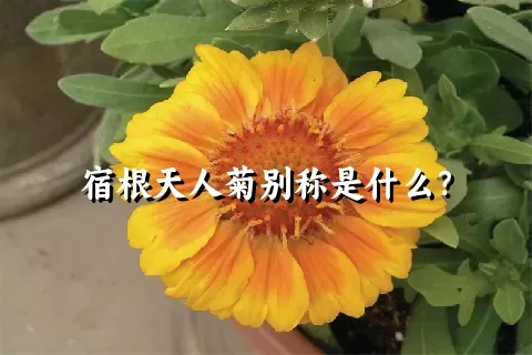 宿根天人菊别称是什么？