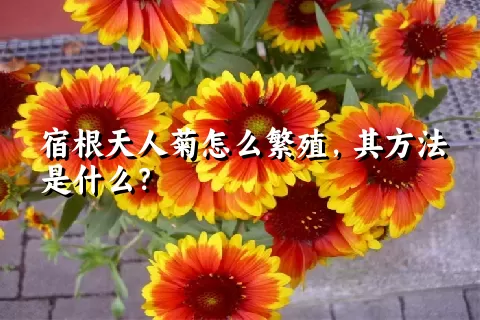 宿根天人菊怎么繁殖，其方法是什么？