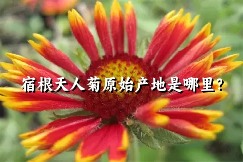 宿根天人菊原始产地是哪里？