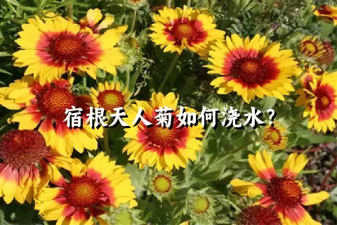 宿根天人菊如何浇水？