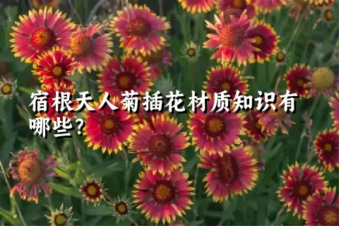 宿根天人菊插花材质知识有哪些？