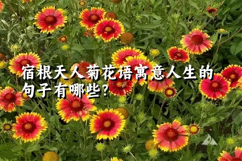 宿根天人菊花语寓意人生的句子有哪些？