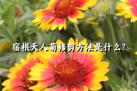 宿根天人菊修剪方法是什么？