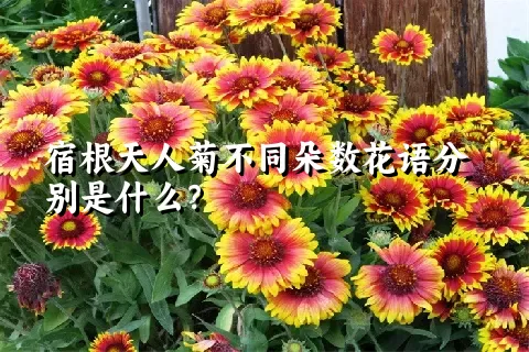 宿根天人菊不同朵数花语分别是什么？