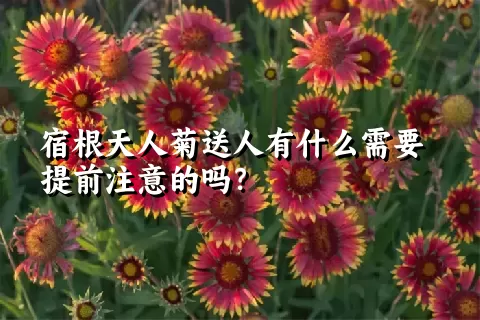 宿根天人菊送人有什么需要提前注意的吗？