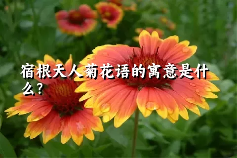 宿根天人菊花语的寓意是什么？