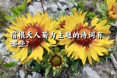 宿根天人菊为主题的诗词有哪些？