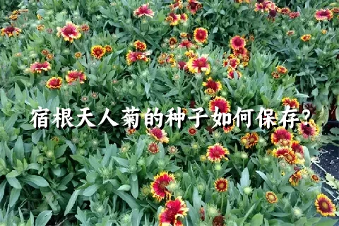 宿根天人菊的种子如何保存？