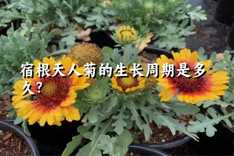 宿根天人菊的生长周期是多久？