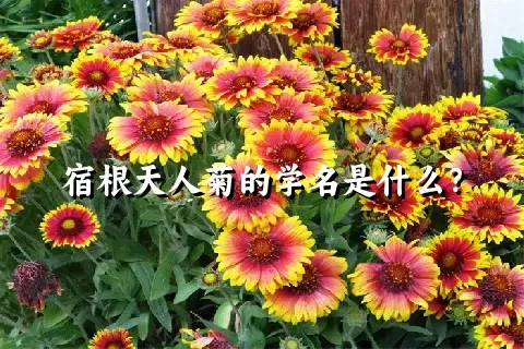 宿根天人菊的学名是什么？