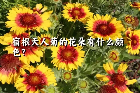 宿根天人菊的花朵有什么颜色？