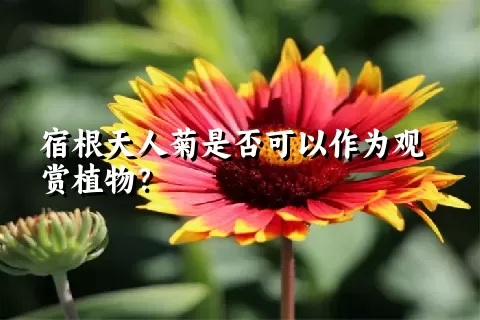 宿根天人菊是否可以作为观赏植物？