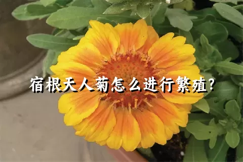 宿根天人菊怎么进行繁殖？