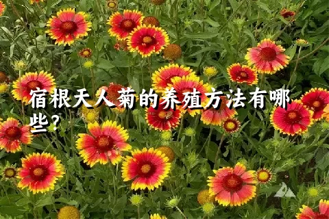 宿根天人菊的养殖方法有哪些？