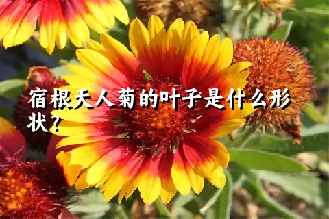 宿根天人菊的叶子是什么形状？