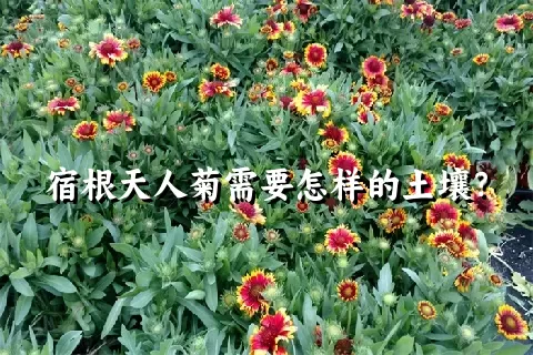 宿根天人菊需要怎样的土壤？