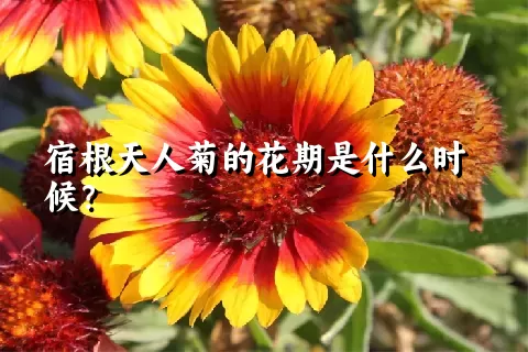 宿根天人菊的花期是什么时候？