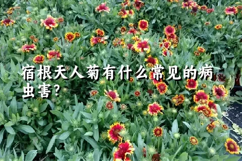 宿根天人菊有什么常见的病虫害？