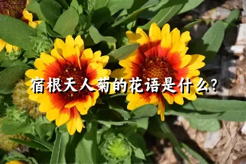 宿根天人菊的花语是什么？