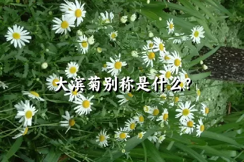 大滨菊别称是什么？