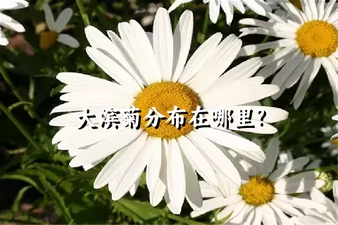 大滨菊分布在哪里?