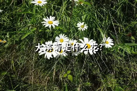 大滨菊是什么花？