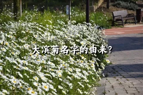 大滨菊名字的由来？