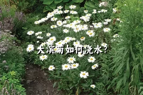 大滨菊如何浇水？