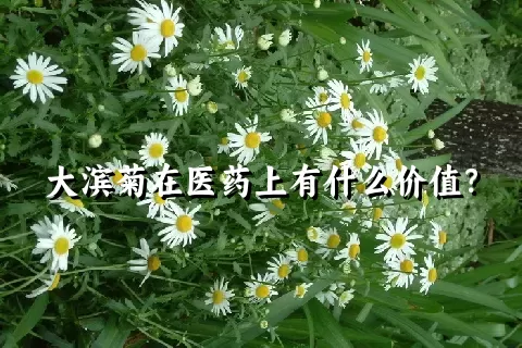 大滨菊在医药上有什么价值？